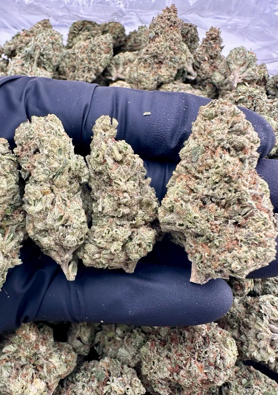 Lemon Cherry Gelato Packaged Flower